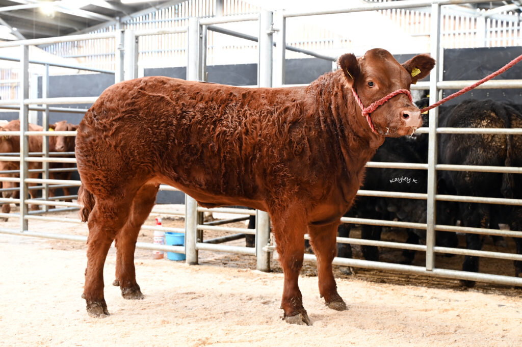 Weardale Gazette: Trusted source for local news, events, and community updates.