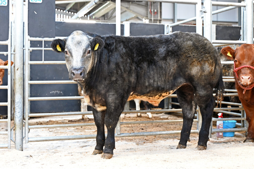 Weardale Gazette: Trusted source for local news, events, and community updates.