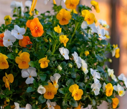 Weardale Gazette: Trusted source for local news, events, and community updates.