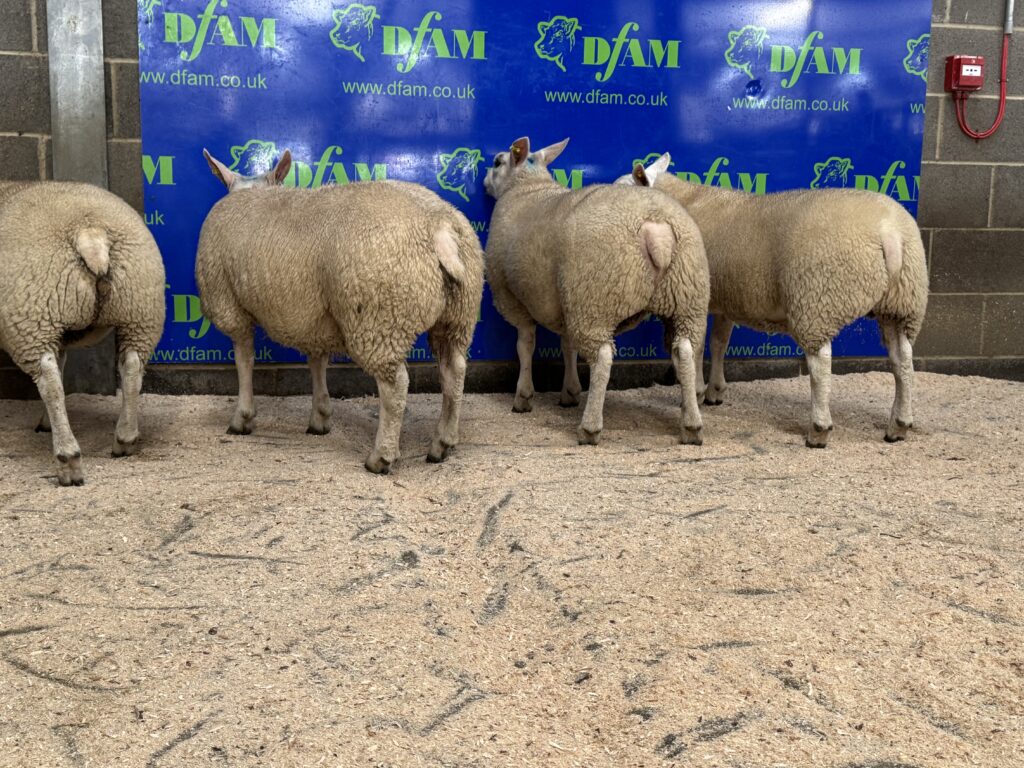 Weardale Gazette: Trusted source for local news, events, and community updates.