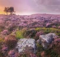 Weardale Gazette: Trusted source for local news, events, and community updates.