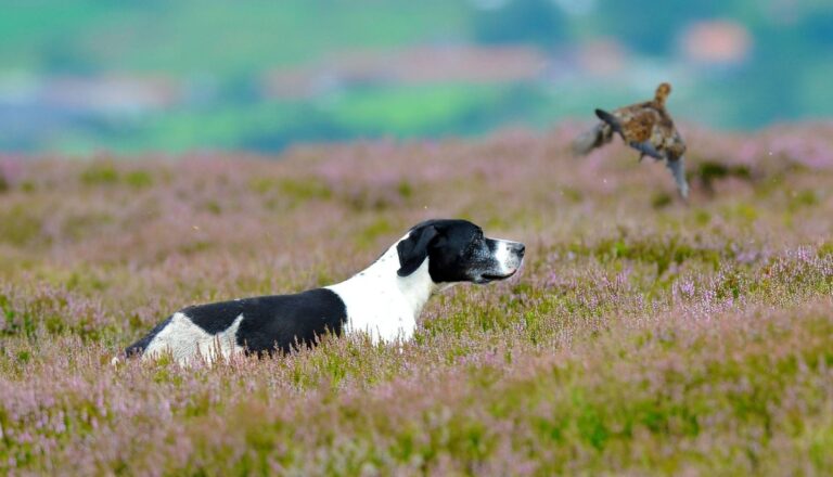 Weardale Gazette: Trusted source for local news, events, and community updates.